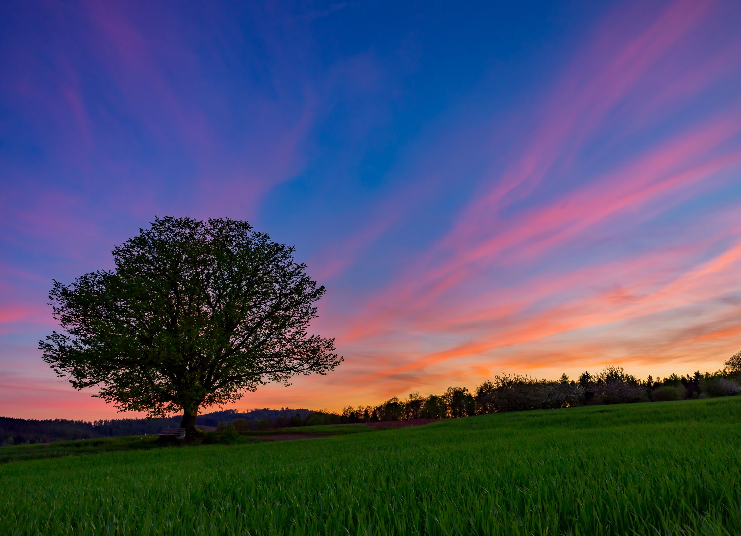 夕暮れの空に立つ一本の木